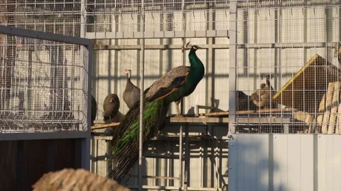 Peacocks walk in an open enclosure Stock Footage 124714557