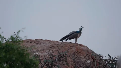 Peacocks walk on a rock Stock Footage 128532293
