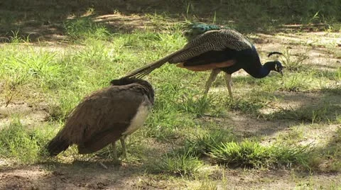 Peacocks Walking Around Stockbeeldmateriaal 19050379