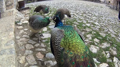 Peacocks walking at Saint Naum monastery, Macedonia Stock Footage 87611607