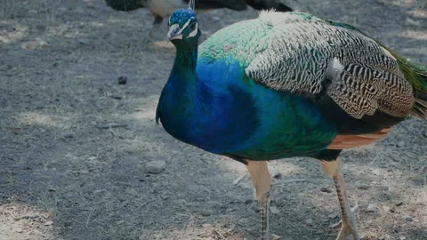 Peacocks in the wild Stock Footage 174583621