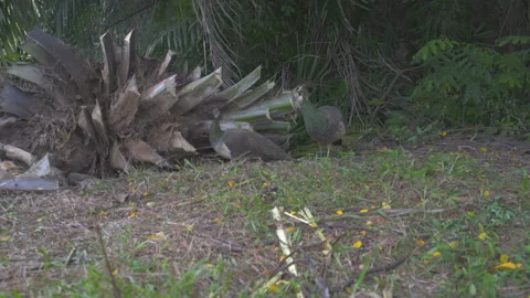 Peacocks without a tail walk in the clearing Stock Footage 91837076