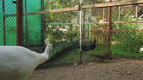 PEACOCKS2 Stock Footage 158050251