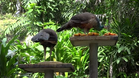 Peacok in malaysia Stock Footage 154294680