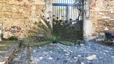 Peacok - turns in direct pose Stock Footage 284039028