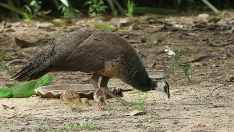 Peafowl and its chick Stock Footage 79500030