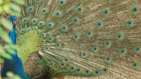 Peafowl bird close up. Stock Footage 79231570
