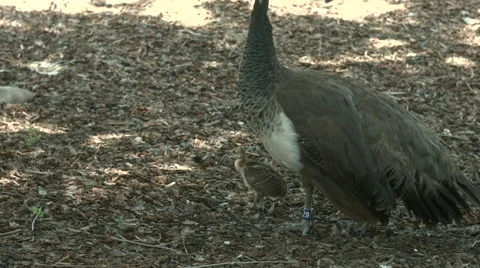 Peafowl with Chick Video stock 52218231