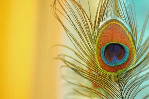 Peafowl close up on background. Foto stock