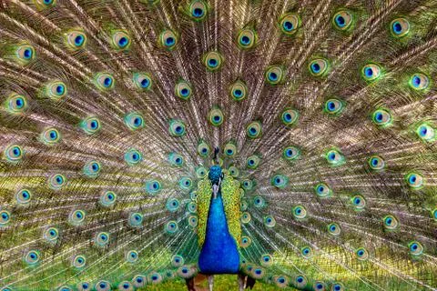 Peafowl dancing front view Stock Photos