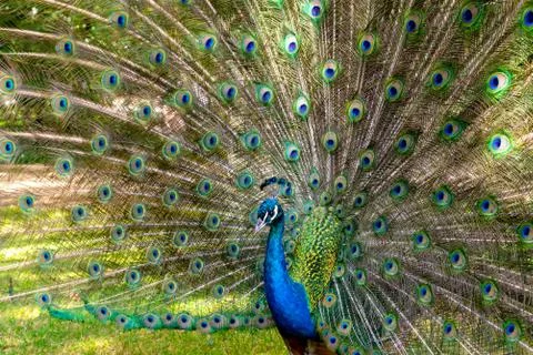 Peafowl dancing left side view Stock Photos