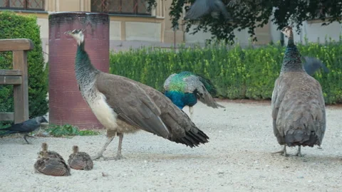 Peafowl family with tiny chicks rests in Vojanovy Sady park in Prague city Video stock 342024596