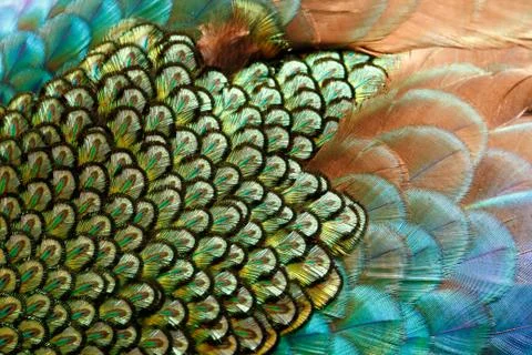 Peafowl feather Stock Photos