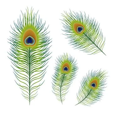 Peafowl feather set Stock Illustration