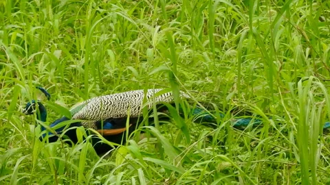 Peafowl Stock Footage 160214644