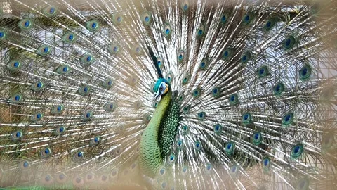 Peafowl Video stock 251269512
