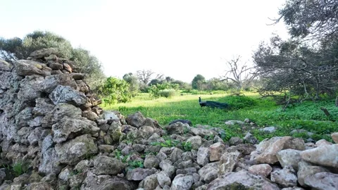 Peafowl Video stock 328642267