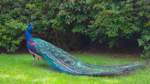 Peafowl on green grass. Stock Footage