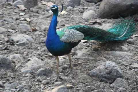 Peafowl ,peacock Stock Photos