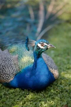 Peafowl Stock Photos