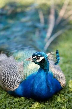 Peafowl Stock Photos