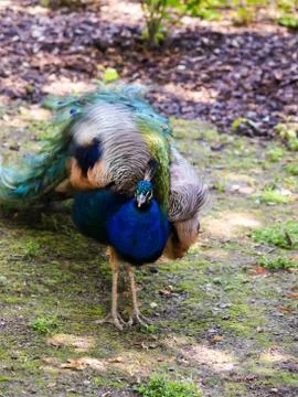 Peafowl Stock Photos