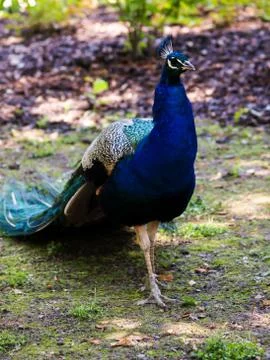 Peafowl Foto stock