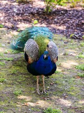 Peafowl Stock Photos