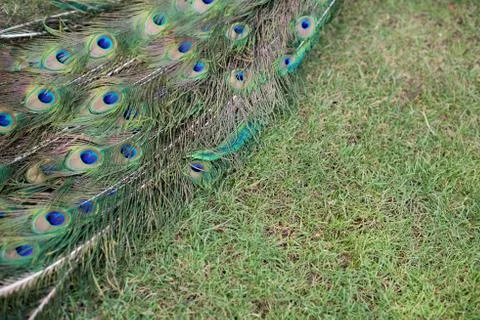 Peafowl Stock Photos