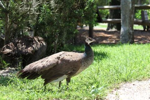 Peafowl Stock Photos