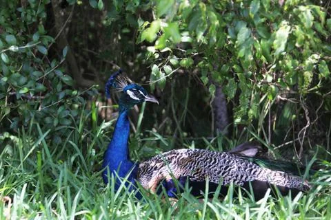Peafowl Stock Photos