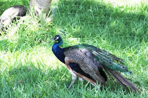 Peafowl Stock Photos