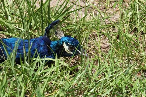 Peafowl Stock Photos