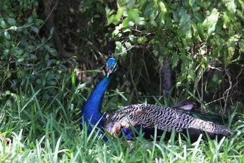 Peafowl Stock Photos