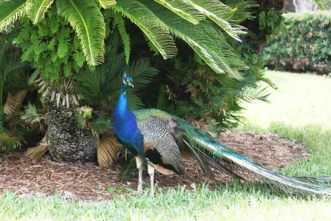 Peafowl Stock Photos