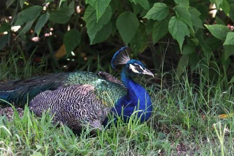 Peafowl Stock Photos