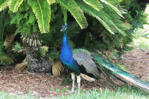 Peafowl Stock Photos