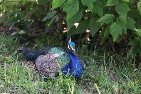 Peafowl Stock Photos