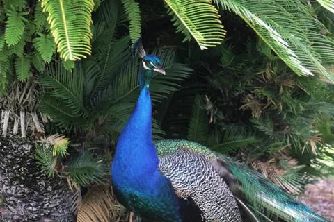 Peafowl Stock Photos