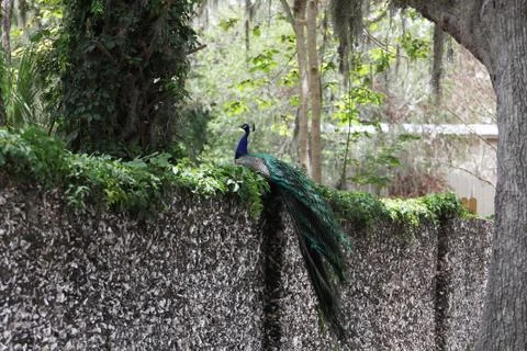 Peafowl Stock Photos