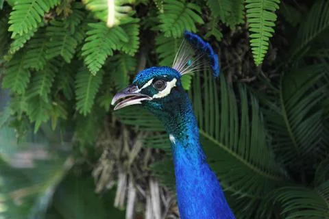 Peafowl Stock Photos