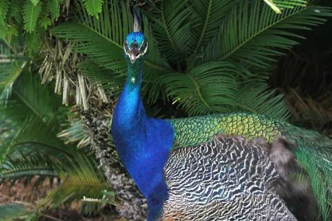 Peafowl Stock Photos