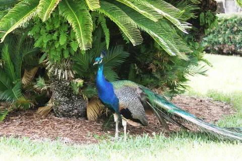 Peafowl Stock Photos