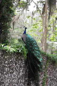 Peafowl Stock Photos