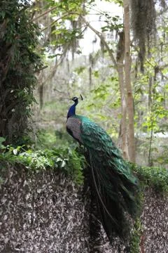 Peafowl Stock Photos