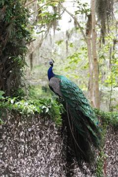 Peafowl Stock Photos