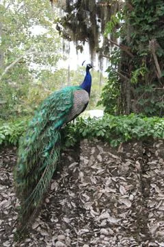 Peafowl Stock Photos