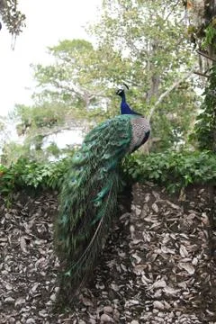 Peafowl Stock Photos