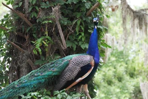Peafowl Stock Photos
