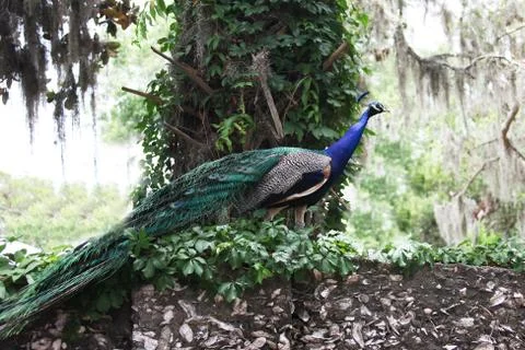 Peafowl Stock Photos